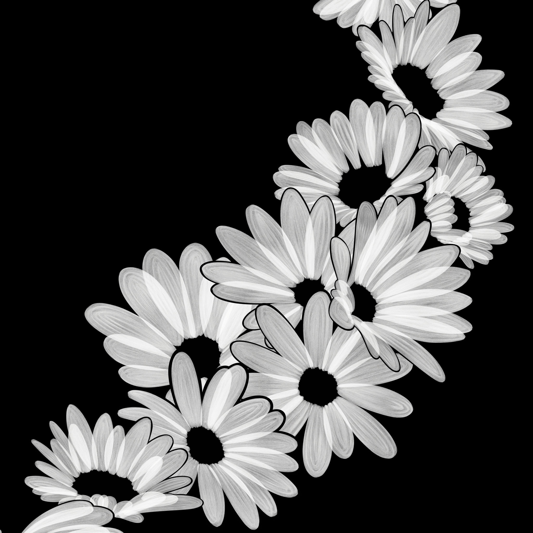 Ghirlanda di Margherite